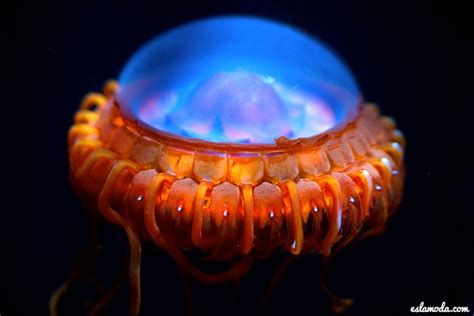8 Criaturas De Mar Tan Extrañas Que Parecen Aliens