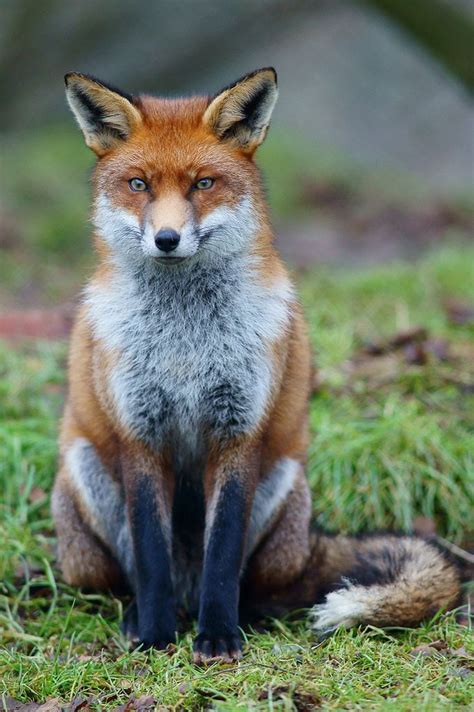 The Red Fox Vulpes Vulpes Is The Largest Of The True Foxes And Is