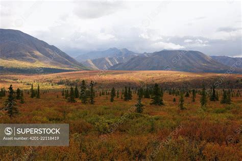 Taiga Landscape Denali National Park And Preserve Alaska Superstock