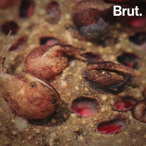 It eats crustaceans, small fish, worms and other invertebrates. How is the common Suriname toad born? | Brut.