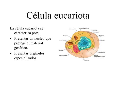 Significado De Celula Eucariota Images And Photos Finder