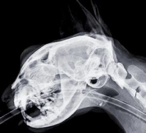 Check out our x ray cats selection for the very best in unique or custom australia canada france germany greece ireland italy japan new zealand poland portugal russia there are 332 x ray cats for sale on etsy, and they cost $17.22 on average. Cat Ultrasound, MRI, XRAY and Radiology | Animal Clinic of ...