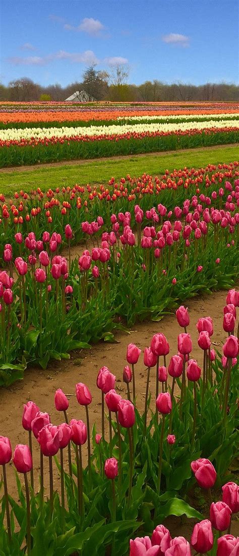 Tulip Festival | Cream Ridge | Holland Ridge Farms | Tulip festival ...