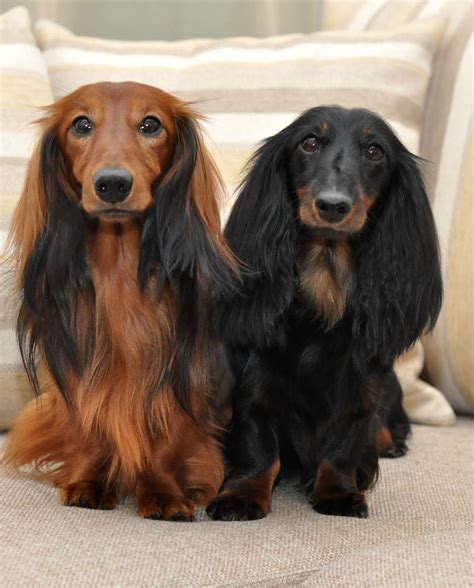 Pin By Wendy Stinson On I Love Dachshunds Dogs Beautiful Dogs Long