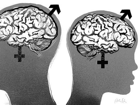 Are Male And Female Brains Really Different Today