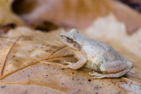 Spring Peeper Frog Stock Photos Pictures And Royalty Free Images Istock