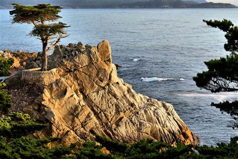 The Lone Cypress At Sunset On 17 Mile Drive In Pebble Beach California