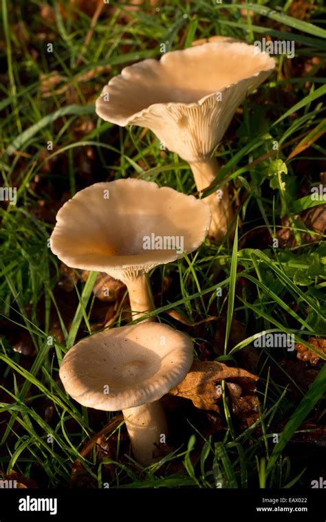 Large Mushrooms Hi Res Stock Photography And Images Alamy