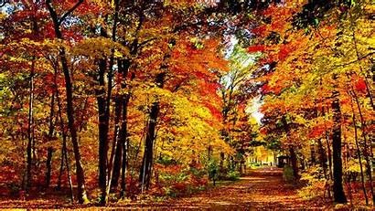Fall Trees Background Wood Autumn Wisconsin Brightly