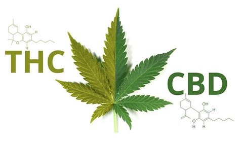 How Thc And Cbd Work Together