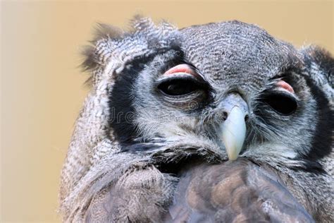 Head Of Owl Stock Image Image Of Animals European Pair 80529917