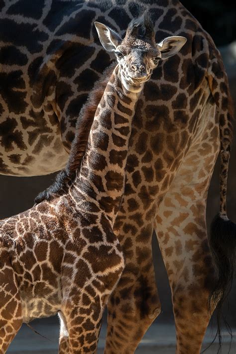 Los Angeles Zoo Welcomes Its Tallest Baby Giraffe Ever With Birth Of 6