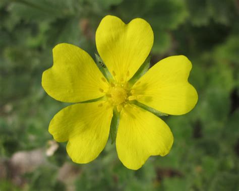 Pleasant Yellow Flower With Five Petals All Rights Reserve Flickr