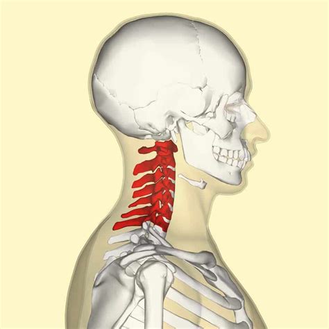 Human Neck Anatomy Diagram Male Head And Neck Anatomy Digital