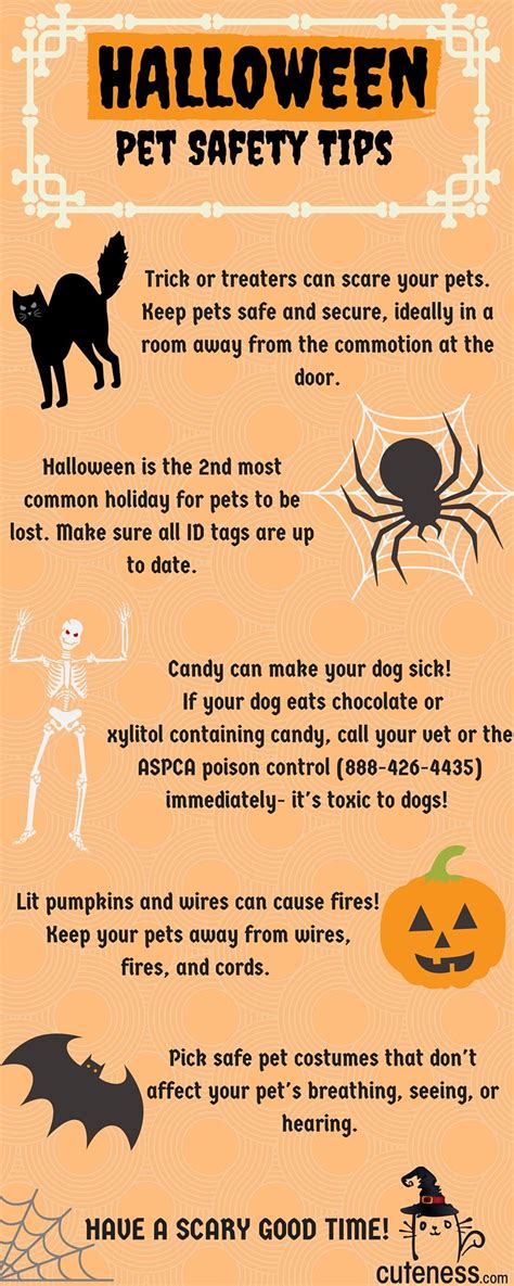 Keep Your Dogs And Cats Safe This Halloween With Tips From