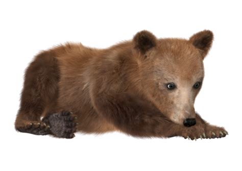 Brown Bear Cub Animal Ursus Brown Bear Bear Mammal Png Transparent