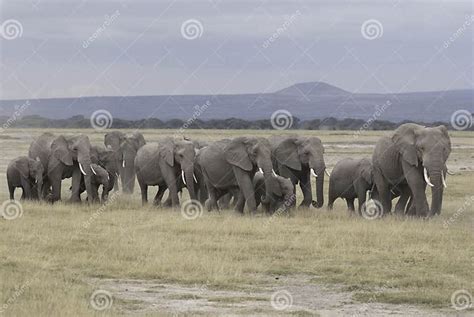 Groep Olifanten Stock Foto Image Of Safari Olifanten 15812246