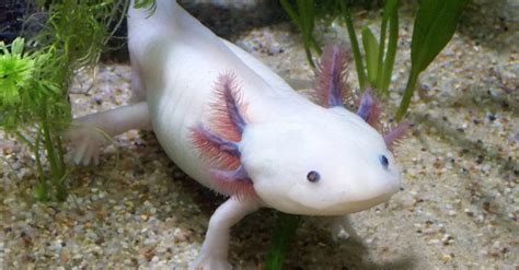 The Axolotl An Incredible Creature With The Ability To Regenerate Its