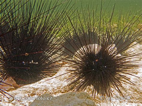 Diadema Setosum Pictures Black Longspine Urchin Images Nature