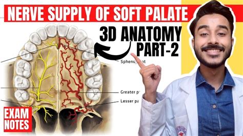 Nerve Supply Of Palate Soft Palate Anatomy Anatomy Of Soft Palate