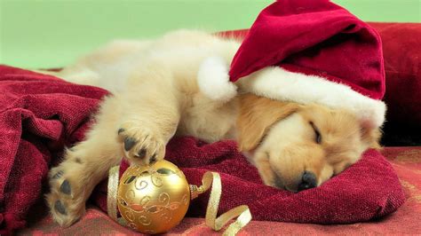 Puppy Christmas Wallpapers Wallpaper Cave