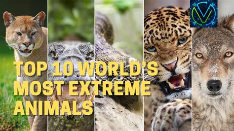 Top 10 Worlds Most Extreme Animals Youtube