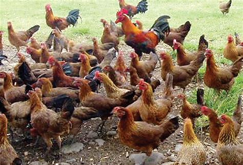 All About The Philippine Native Chicken Breeds Chicken Breed Guide