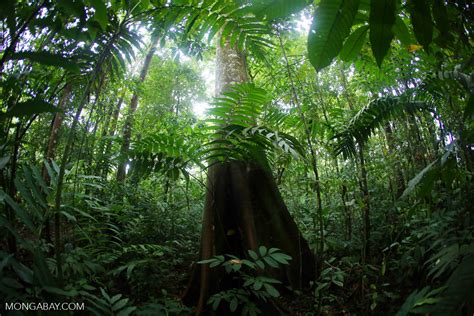 Big Animals Have Big Impacts On Tropical Forest Carbon Storage