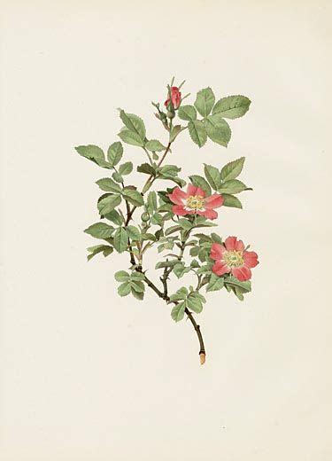 Ellen Willmott Rose Prints 1914 From The Genus Rosa Simple Flower