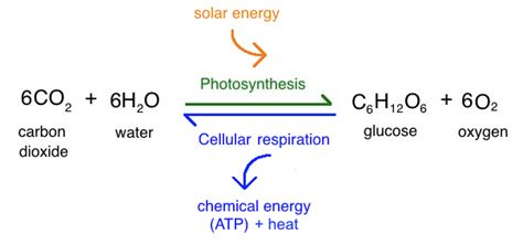 Write the complete overall chemical equation for cellular respiration using chemical symbols instead of words the products of photosynthesis are the reactants for cellular respiration and the inverse for the. Reaksi Fotosintesis Gelap dan Terang - Materi Kimia