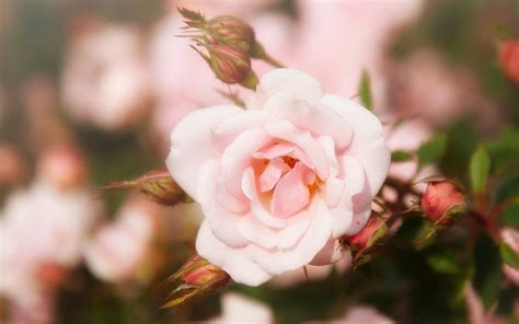 Download Wallpapers Spring Rosebud Rose Pink Roses Roses Bud Rose