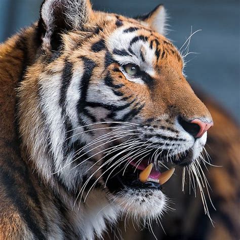 ‘beautiful Tiger By Michelle Arthur Big Cats Wild Cats Big Cat Species