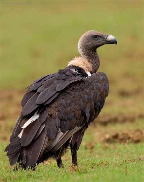 White Rumped Vulture Gyps Bengalensis Native To South And South