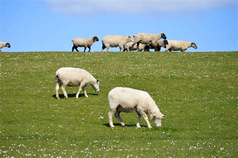 Sheep Lamb Nature Free Photo On Pixabay