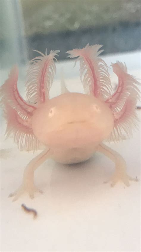 There are five different colors of axolotl: Pin by riceturtle on axolotls!! :)