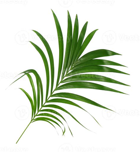 Groen Blad Van Palmboom Ge Soleerd Op Transparante Achtergrond Png
