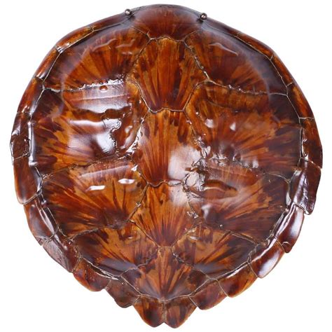 Antique Turtle Or Tortoise Shell At 1stdibs Tortoise Shell For Sale