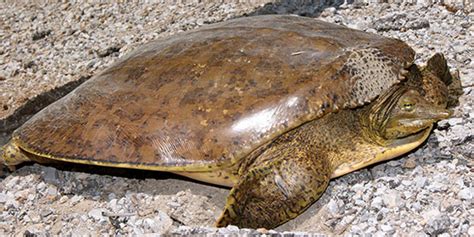 Spiny Softshell Turtle National Wildlife Federation