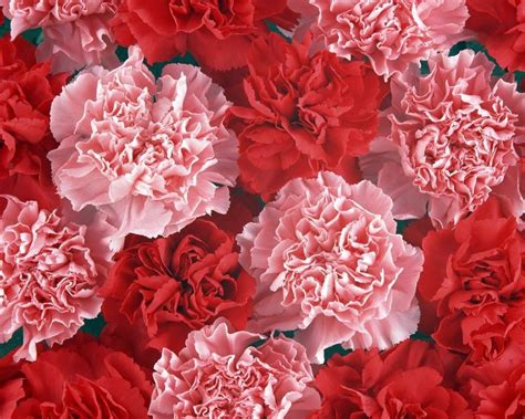 Pink Carnation Wallpapers Wallpaper Cave