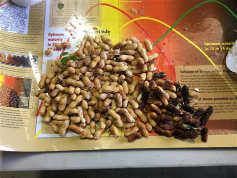 We are a registered and licensed pest control services business. Peanut Maturity in SE Virginia on Aug 25, 2020 | Virginia ...