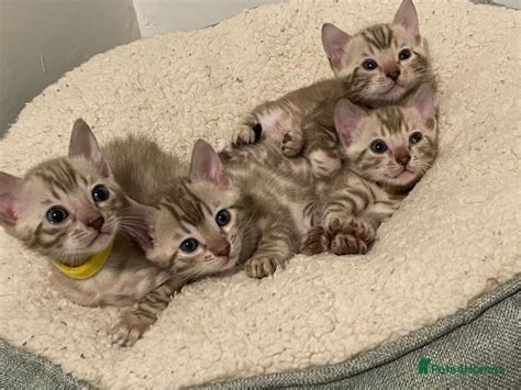 Bengal Kittens Available To Reserve Tamworth Pets4homes
