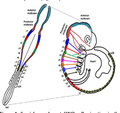 Figure 1 From Molecular Mechanism Of Cranial Neural Crest Cell