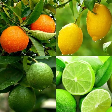 Patio Citrus Tree Collection Orange Lemon And Lime Tree Citrus Feed