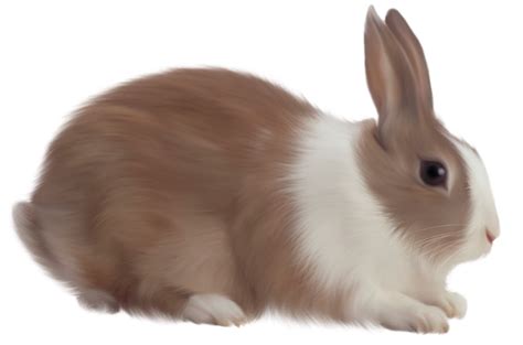 Brown Rabbit Free Clipart Rabbit Pictures Cute Animal Videos Cute