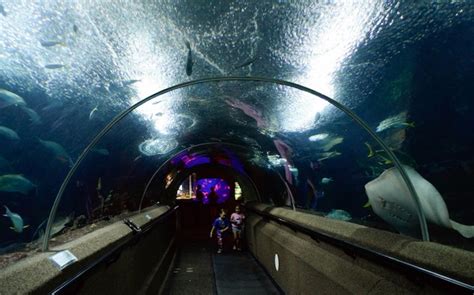 Underwater World Singapore And The Dolphin Lagoon To Close For Good On