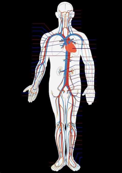 Shows Blood Labeled Vessels Of The Body Vessels Are Directly Labeled By