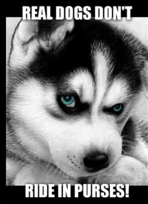 The 25 Best Husky Quotes Ideas On Pinterest Dogs Funny Husky Funny