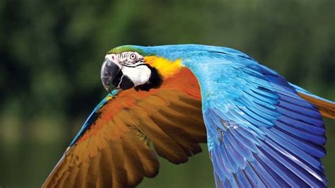Macaw Diet Habitat And Facts Britannica