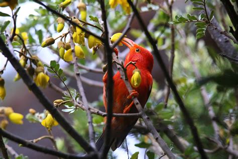 8 Extinct Hawaiian Birds Az Animals