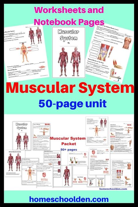 Muscular System Worksheets Muscular System Activities Homeschool